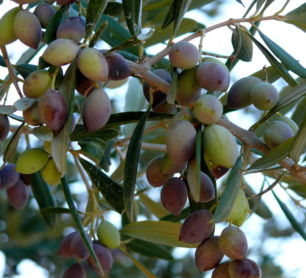 Olive tree branch